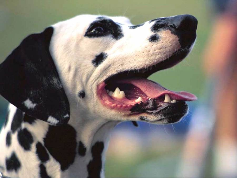 dalmatian-dog.jpg