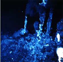 Организмы дна океана